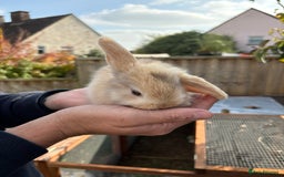 Mini Lop rabbits for sale: Gorgeous Mini Lop Bunny Rabbits - Image 6