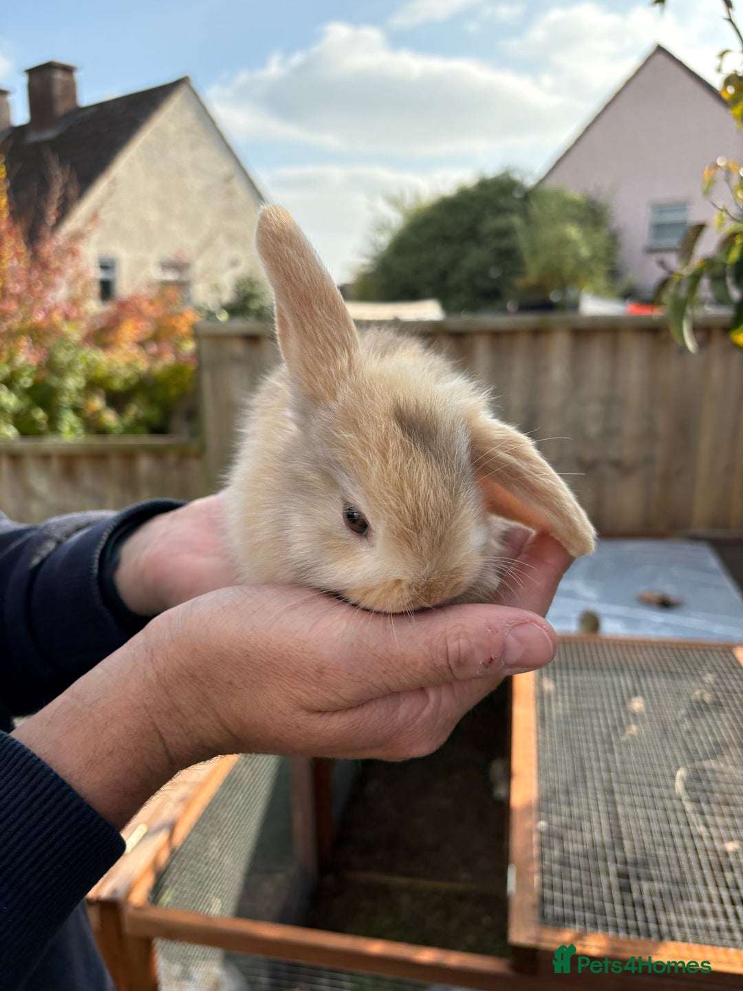 Mini Lop rabbits for sale: Gorgeous Mini Lop Bunny Rabbits - Image 6
