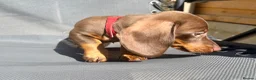 Miniature Dachshund dogs for sale: True miniature chocolate boy - Advert 2