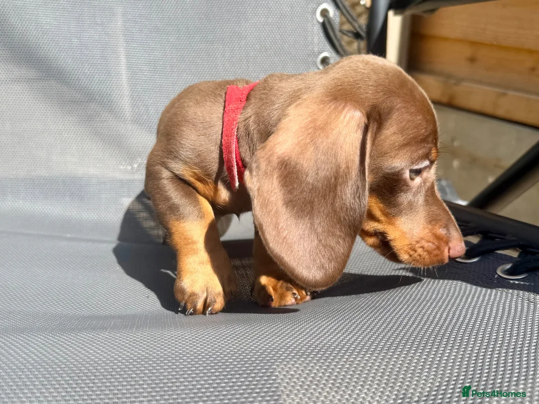 Miniature Dachshund dogs for sale: True miniature chocolate boy - Advert 2