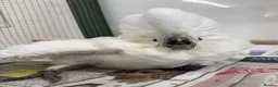 Parrots birds for sale: Baby Sulphur-crested & Umbrella Cockatoos - Advert 5
