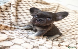 French Bulldog dogs for sale: Beautiful litter off French bulldog puppies  - Image 28
