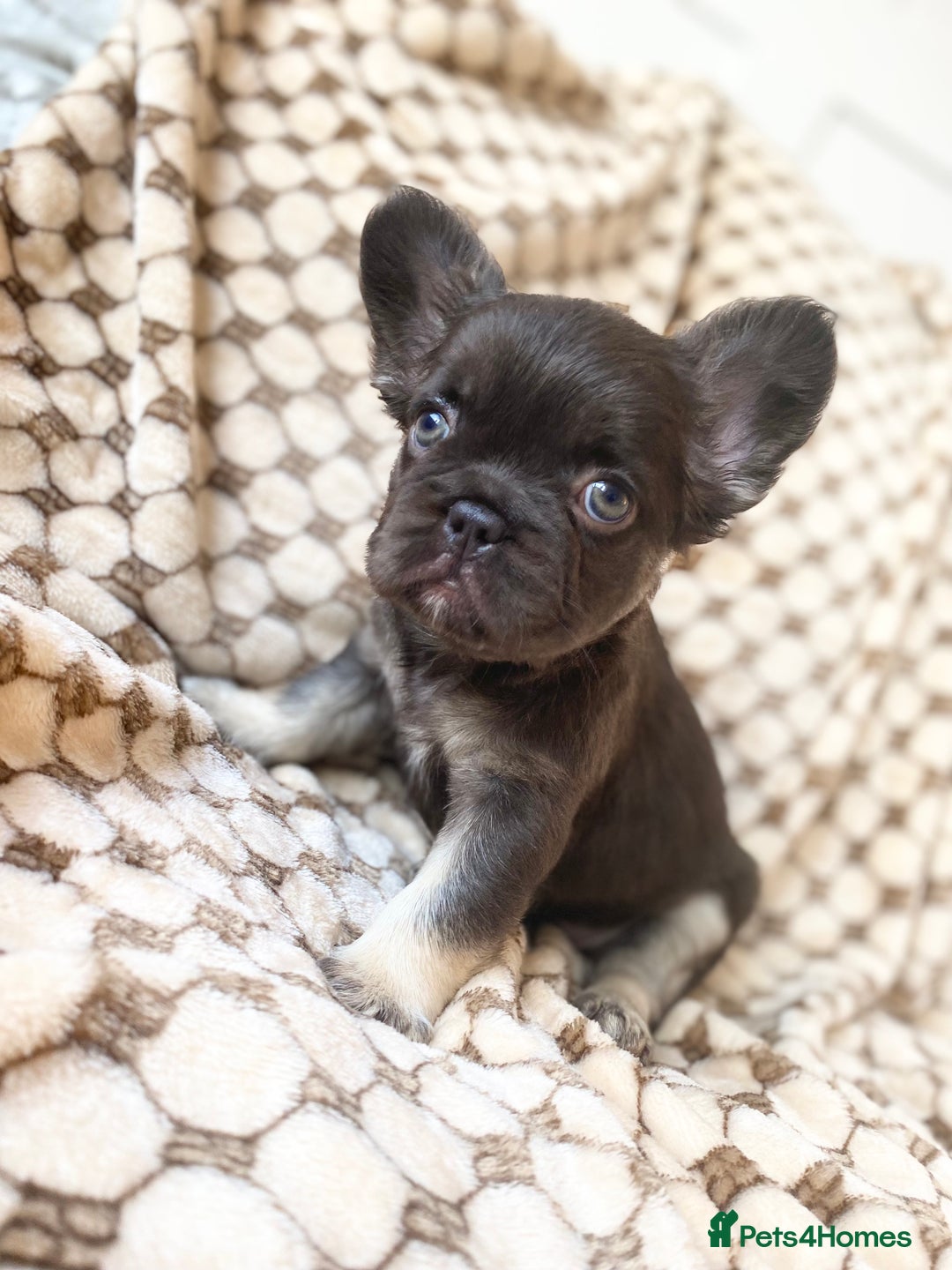French Bulldog dogs for sale: Beautiful litter off French bulldog puppies  - Image 28