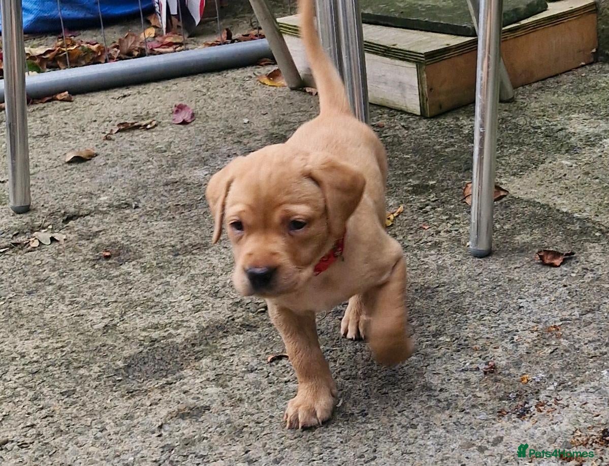 Labrador Retriever dogs Kc registered , health tested labrador pups.  - Advert 7