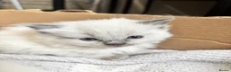 Ragdoll cats for sale: 5 Bluepoint Ragdoll kittens  - Advert 5