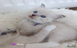 Ragdoll cats for sale: Stunning Ragdolls kittens  - Image 13