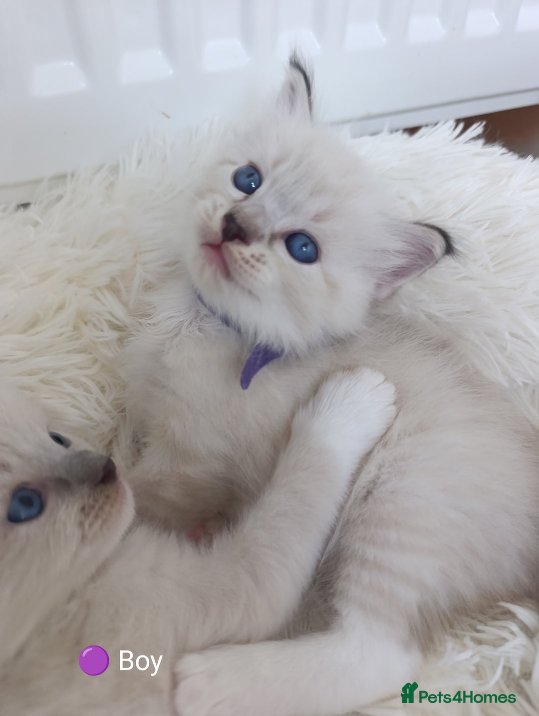 Ragdoll cats for sale: Stunning Ragdolls kittens  - Image 13