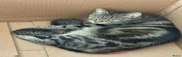 British Shorthair cats for sale: British shorthair Kittens - Advert 3
