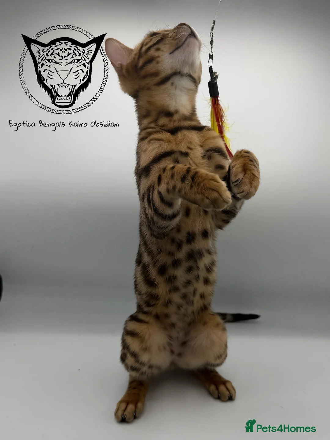 Bengal cats for sale: 🐆✨ LAST KITTEN 6TH TICA GENERATION BENGAL🐆✨ - Advert 21