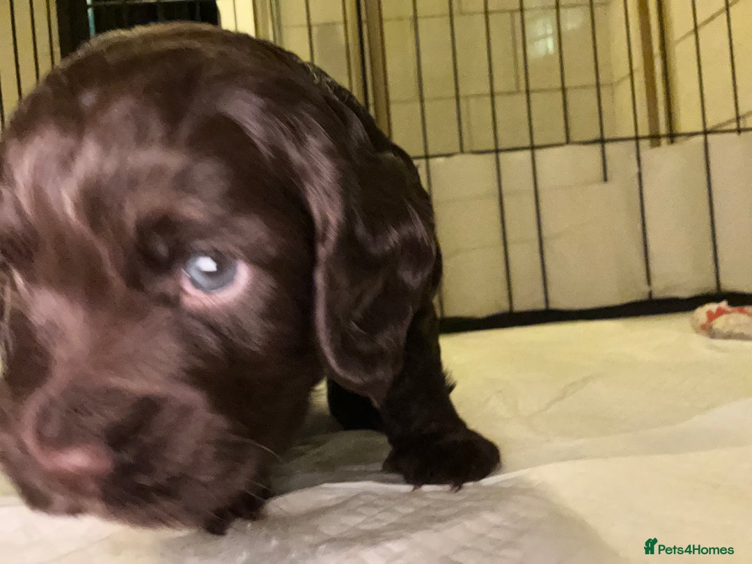 Cocker Spaniel dogs for sale: Beautiful cocker spaniel pups  - Advert 16