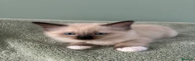 Ragdoll 2