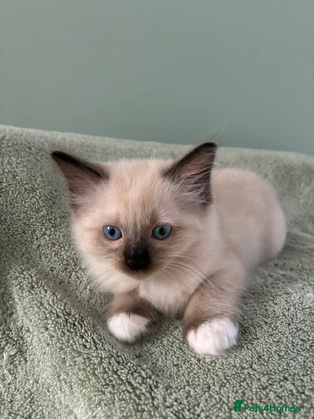 Ragdoll cats for sale: Pure Ragdoll Kittens *Ready Now* - Advert 14