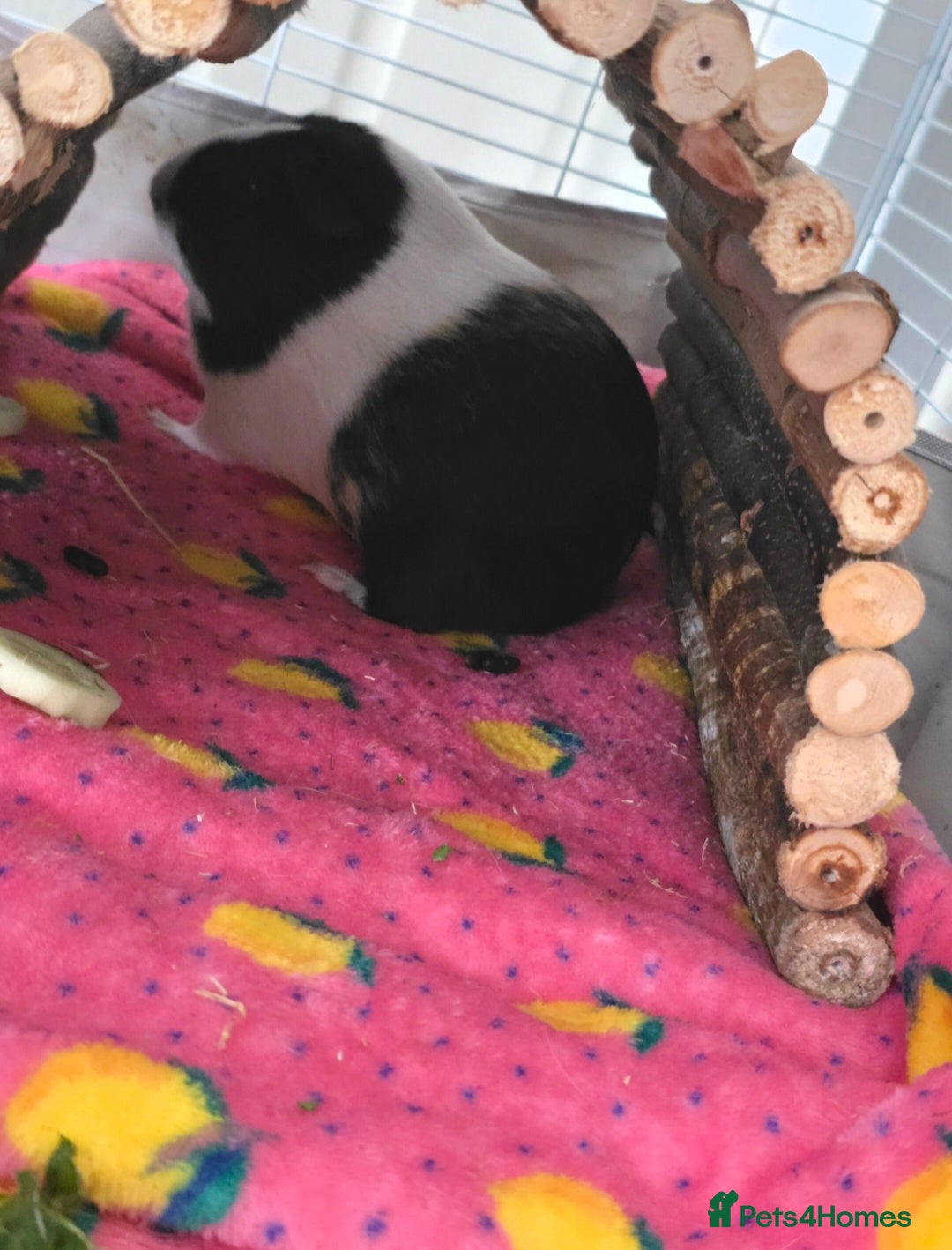 Guinea Pig rodents for sale: Two guinea pigs (female) - Image 4