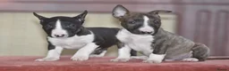 English Bull Terrier dogs for sale: Quality miniature english bull terrier pups - Advert 1
