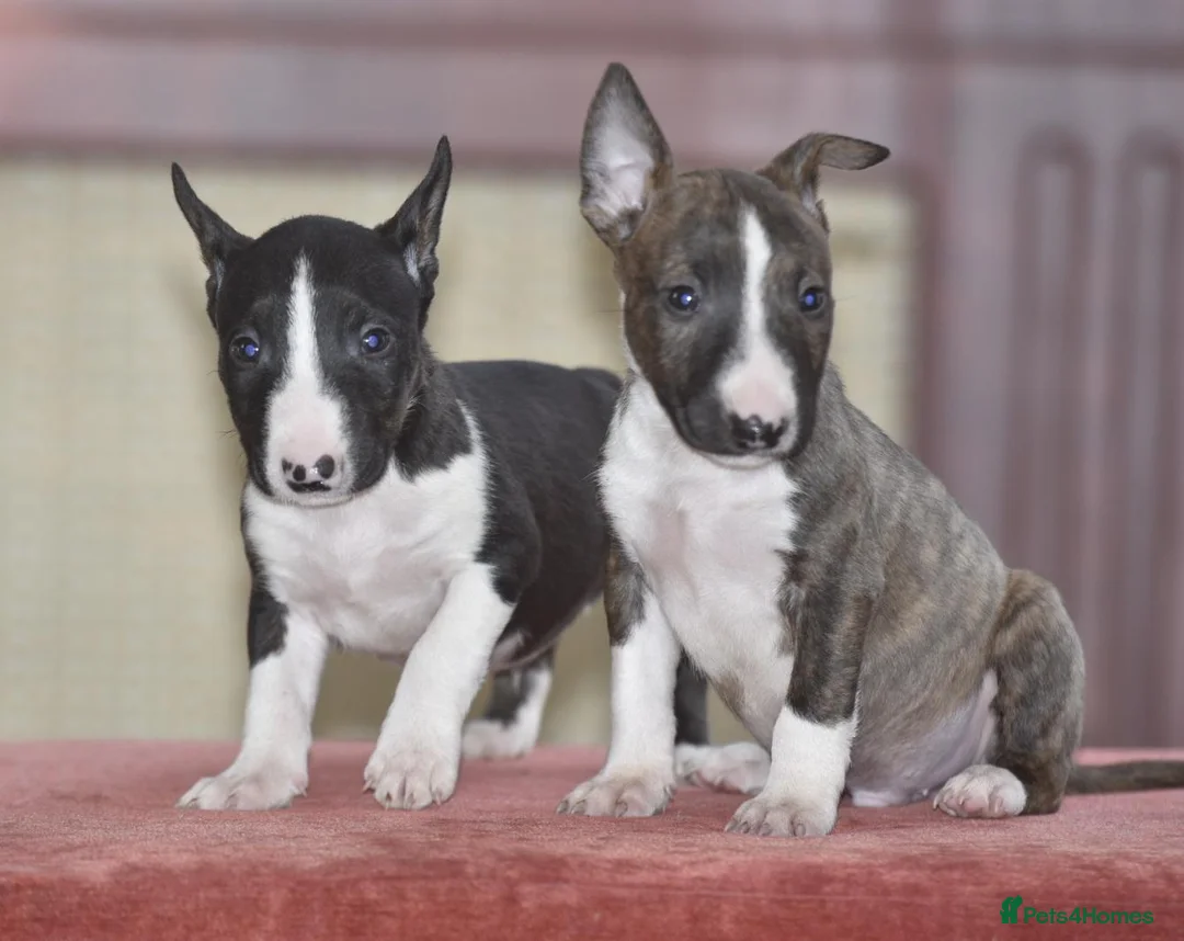 English Bull Terrier dogs for sale: Quality miniature english bull terrier pups - Advert 1