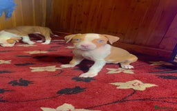 Mixed Breed dogs for sale: 2 beautiful Staffordshire bull terrier mix - Image 1