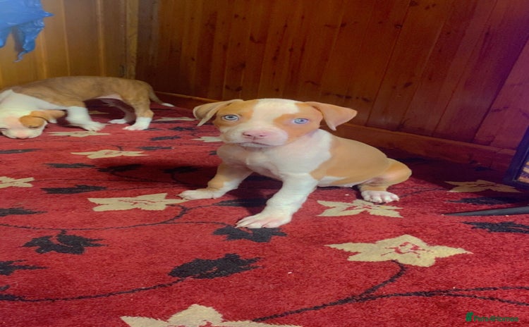 Mixed Breed dogs - Advert 2