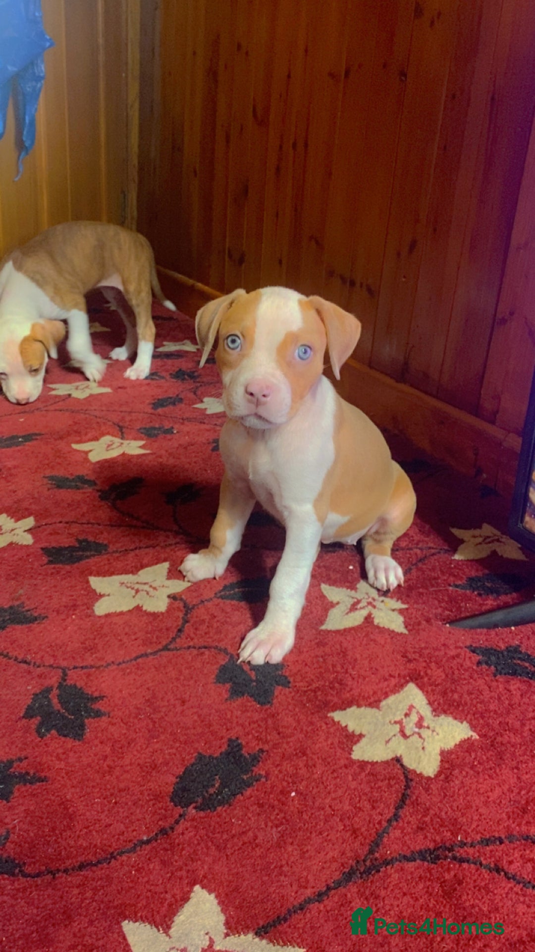 Mixed Breed dogs for sale: 2 beautiful Staffordshire bull terrier mix - Image 1