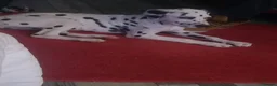 Dalmatian dogs for sale: Beautiful Purebred Black-Spotted Dalmatian Puppies - Advert 2