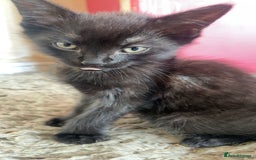 Mixed Breed cats for sale: 5 beautiful mixed kittens  - Image 22
