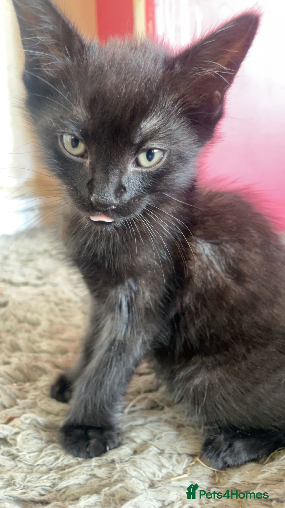 Mixed Breed cats for sale: 5 beautiful mixed kittens  - Image 22
