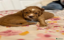 Cocker Spaniel dogs for stud: Pedigree stud   in Gloucester - Image 16