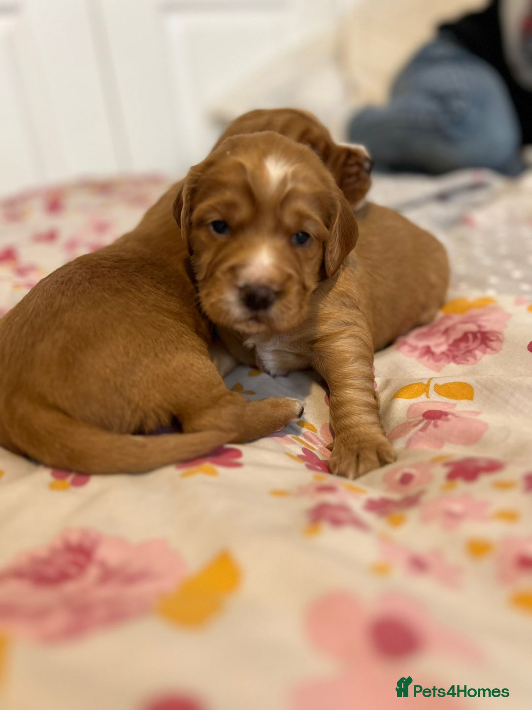 Cocker Spaniel dogs for stud: Pedigree stud   in Gloucester - Image 16