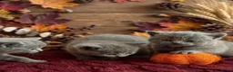 British Shorthair cats for sale: Blue British Shorthairs  - Advert 3