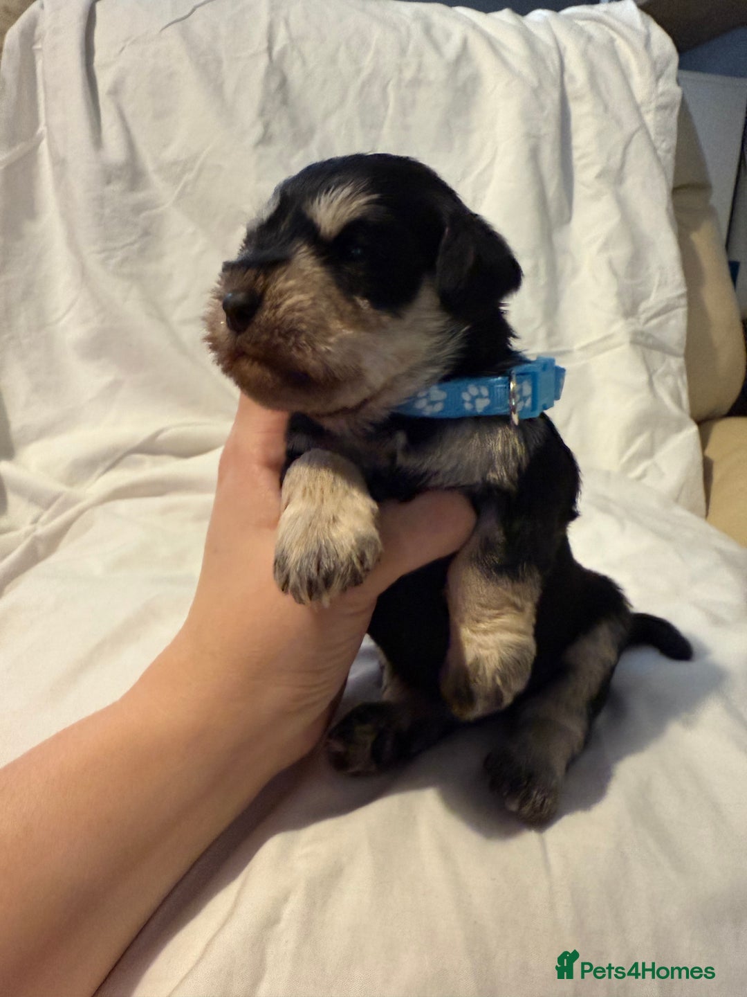 Miniature Schnauzer dogs for sale: Miniature schnauzer girl puppy available - Advert 13