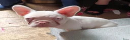 French Bulldog dogs for sale: Health clear French Bulldog puppies visual pink - Advert 18