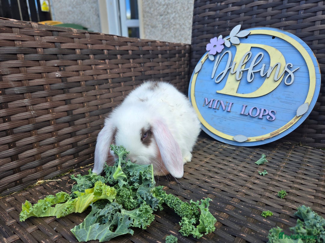 Mini Lion Lop rabbits for sale: Mini lop bunny - Image 3
