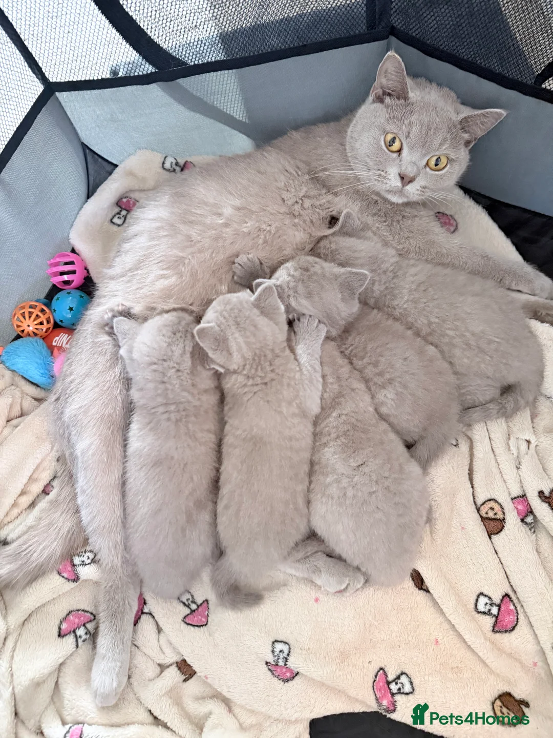 British Shorthair cats for sale: Lilac British Shorthair Kittens - Advert 8