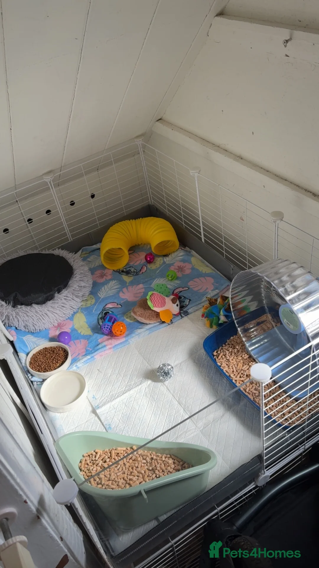Pygmy Hedgehog rodents for sale: Male African Pygmy hedgehog  - Advert 3
