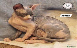 Sphynx cats for sale: ❤️ beautiful Canadian Sphynx ❤️ - Image 6
