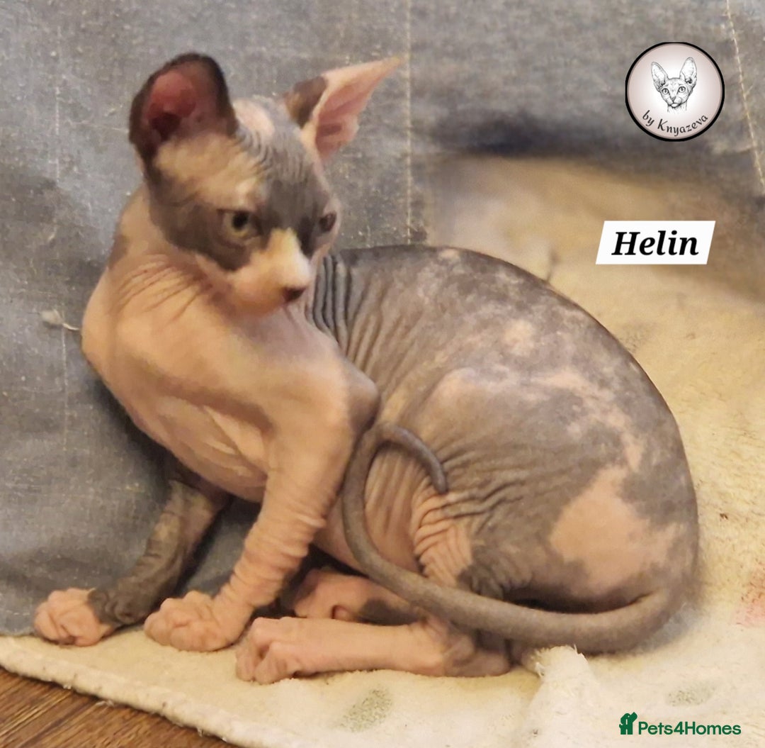 Sphynx cats for sale: ❤️ beautiful Canadian Sphynx ❤️ - Image 6