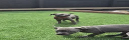Staffordshire Bull Terrier dogs for sale: Ready to leave!!!!!!! in Rotherham - Advert 24