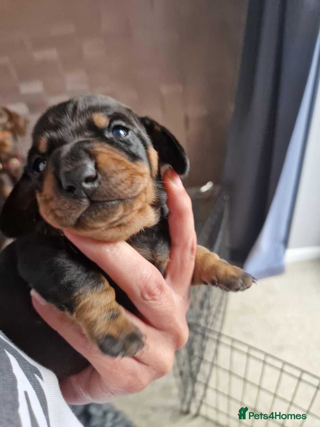 Dachshund dogs for sale: 2 females only! - Advert 4