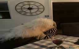 Old English Sheepdog dogs for sale: Old English puppies - Image 27