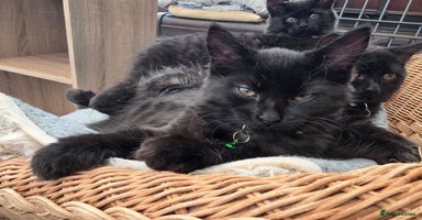 Mixed Breed cats - Advert 2