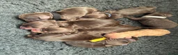 Cocker Spaniel dogs for sale: Chocolate cocker spaniels health tested parents  - Advert 6