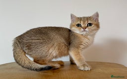 British Shorthair cats for sale: Golden Tipped BSH - last MalaMor Kittens  - Image 4