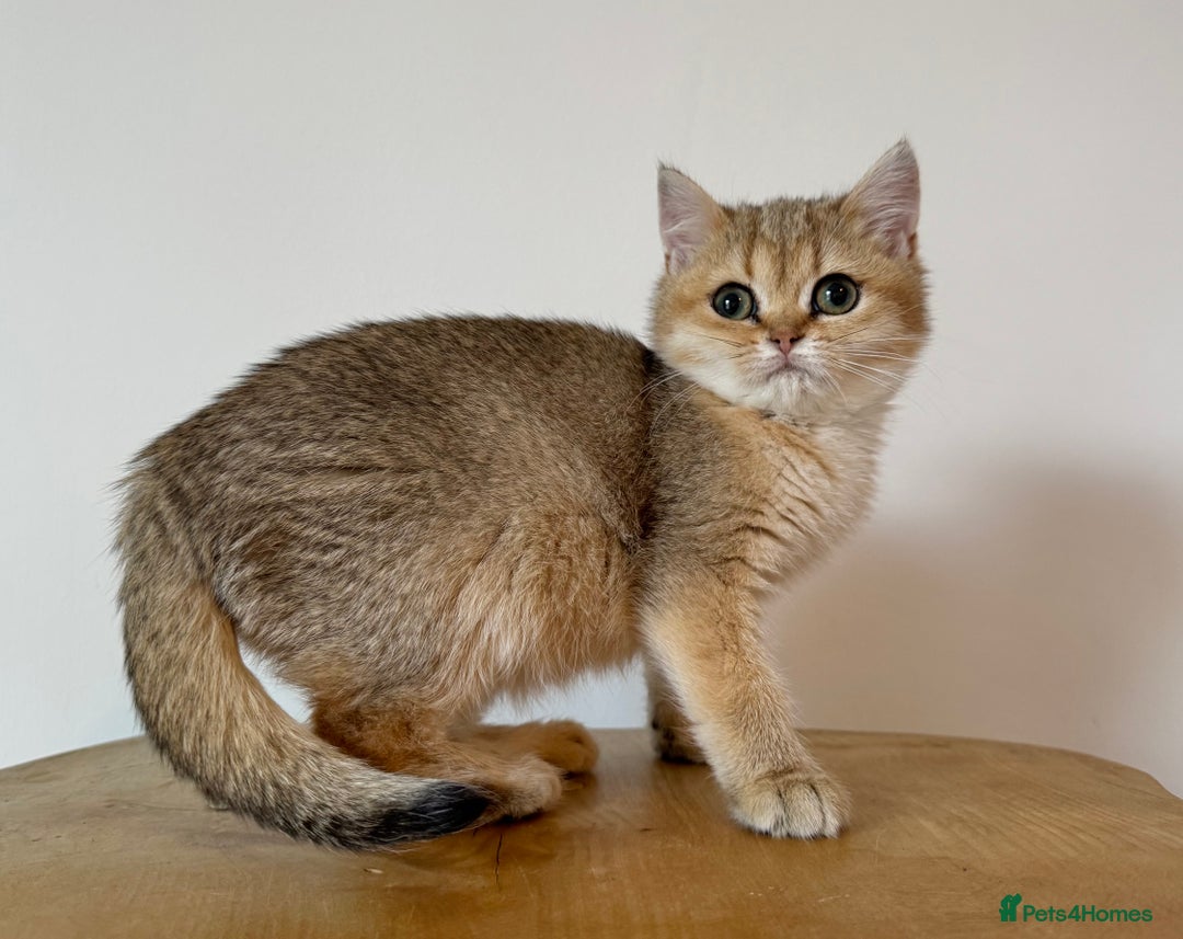British Shorthair cats for sale: Golden Tipped BSH - last MalaMor Kittens  - Image 4