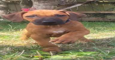 Rhodesian Ridgeback dogs - Advert 6
