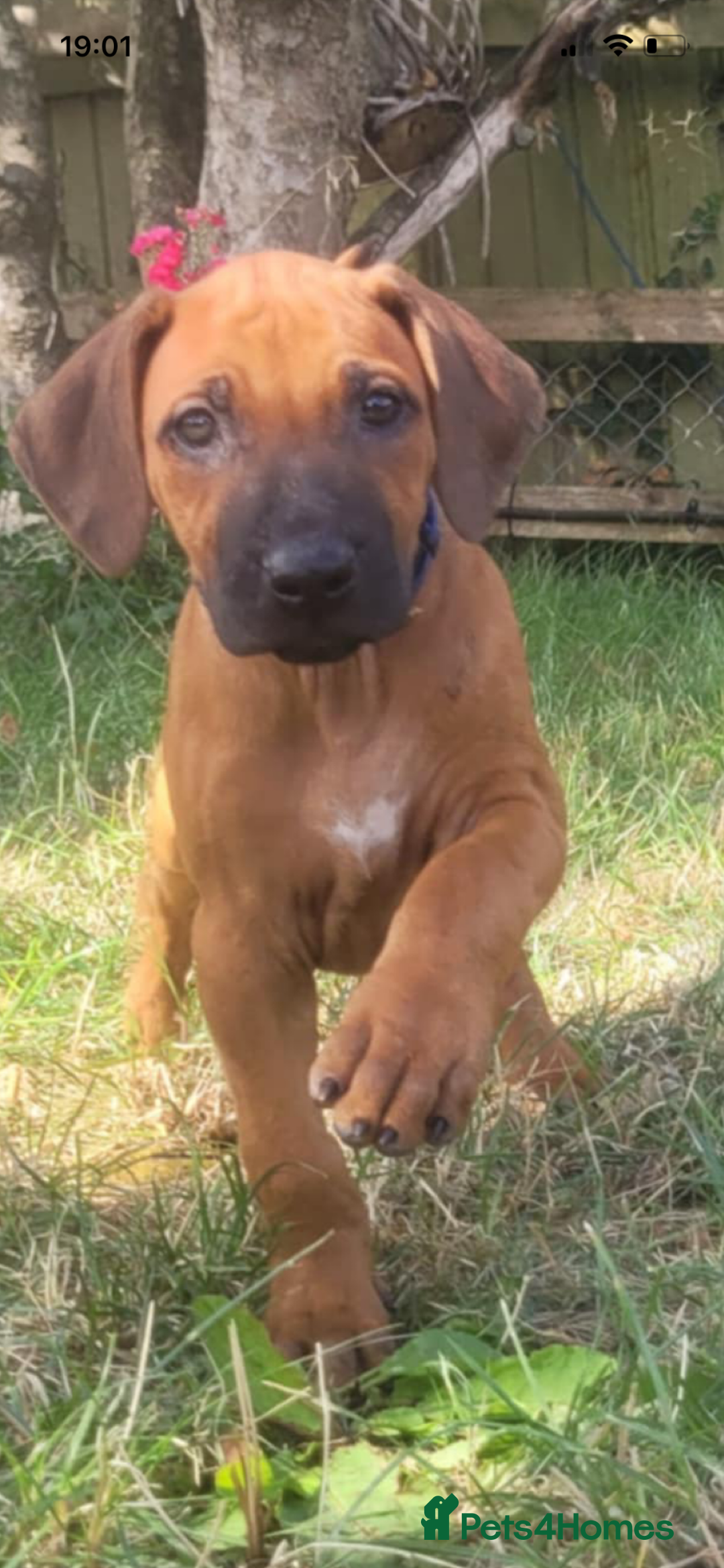 Rhodesian Ridgeback dogs for sale: KC reg chunky handsome pups - Image 2