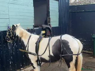 Irish Cob horses Beautiful cob in Morecambe - Advert 1