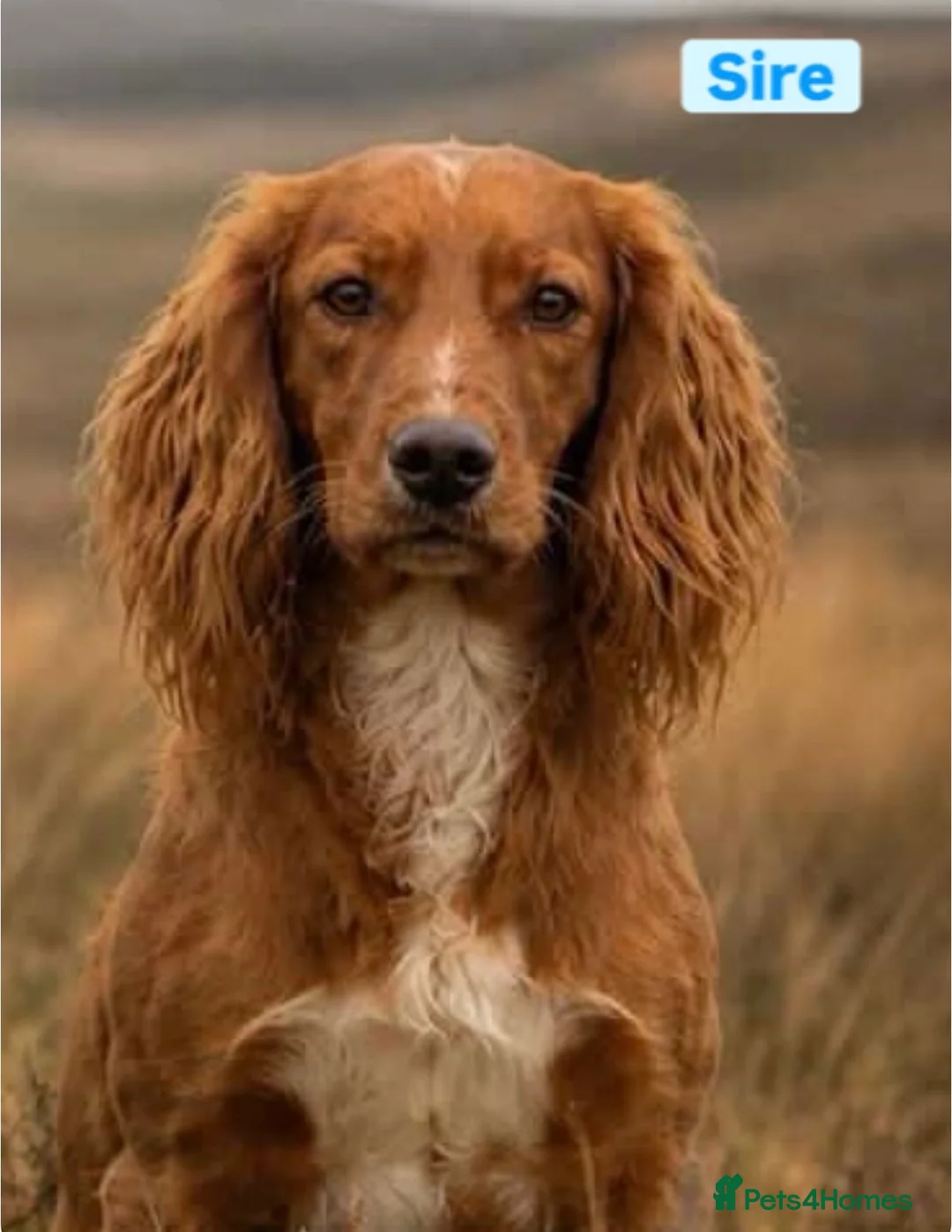Cocker Spaniel dogs for stud: Working Cocker Health Tested Stud Dog  - Advert 1