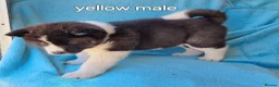 Akita dogs for sale: Akita pups in Middlesbrough - Advert 11