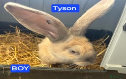 Continental Giant rabbits for sale: Continental giant babies  - Image 3