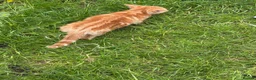 Bengal cats for sale: Bengal Mix Ready! - Advert 15