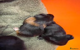 Guinea Pig rodents for sale: Baby guinea pigs - Image 4